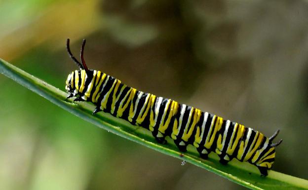 Oruga de mariposa Monarca en una planta de Asclepia 