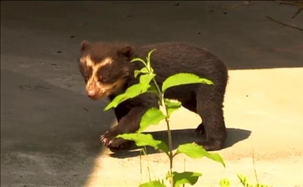 El raro oso de anteojo que causa sensación en un zoo
