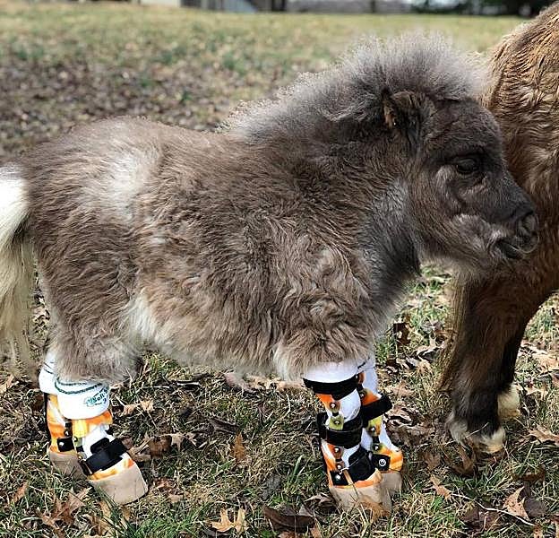 Imagen. Derrick Campana consigue que animales amputados vuelvan a caminar.