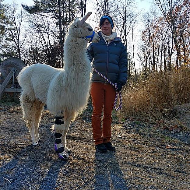 Campana trabaja en la fabricación y adaptación de la prótesis del elefante 'Jabu', en Botsuana.