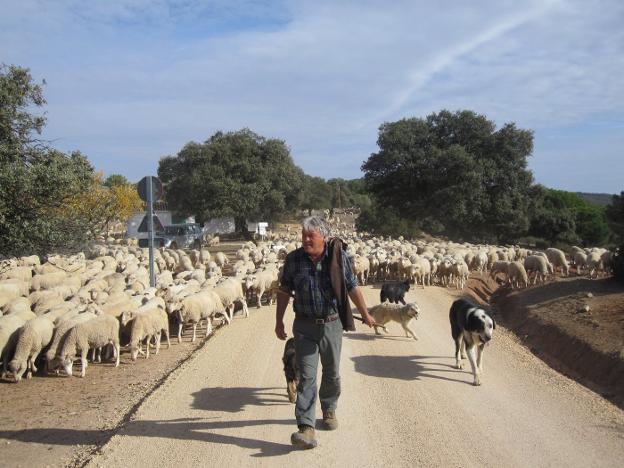 El pastor Ismael Martínez camina con sus ovejas. :: j. a. g. m.
