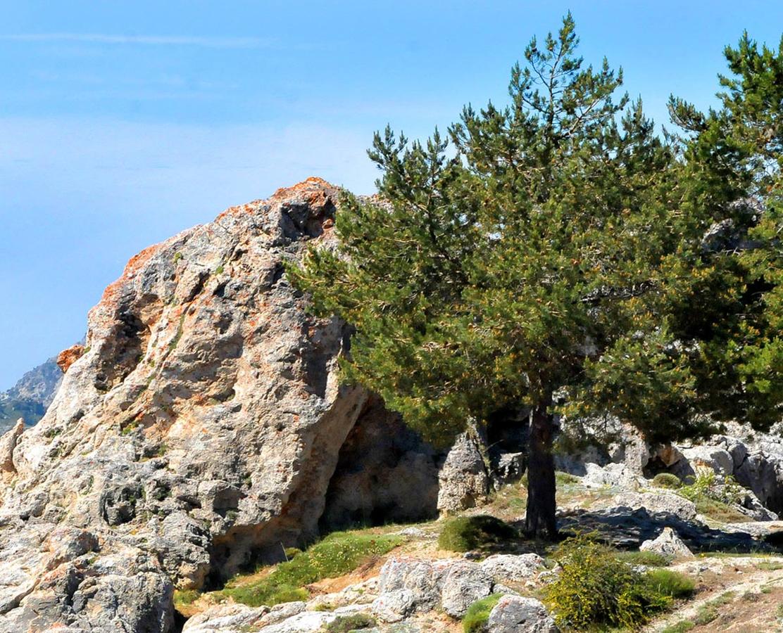 Límite del árbol  El incremento de las temperaturas ha generado el aumento del nivel altitudinal al que llegan las arboledas en la alta montaña, que en los últimos años ha subido en 200 metros.