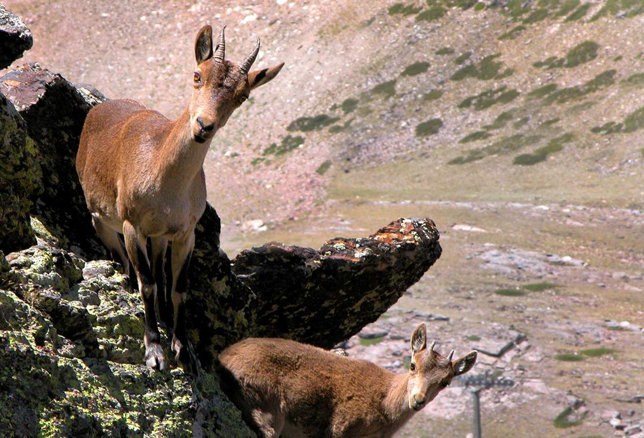 CABRA MONTÉS. Es la reina de las cumbres, Capra hispanica pyrenaica, forma parte de las especies que, aunque sus poblaciones están en crecimiento en zonas como Sierra Nevada, cambian sus desplazamientos y la densidad poblacional en base a las temperaturas y las precipitaciones de lluvia y nieve