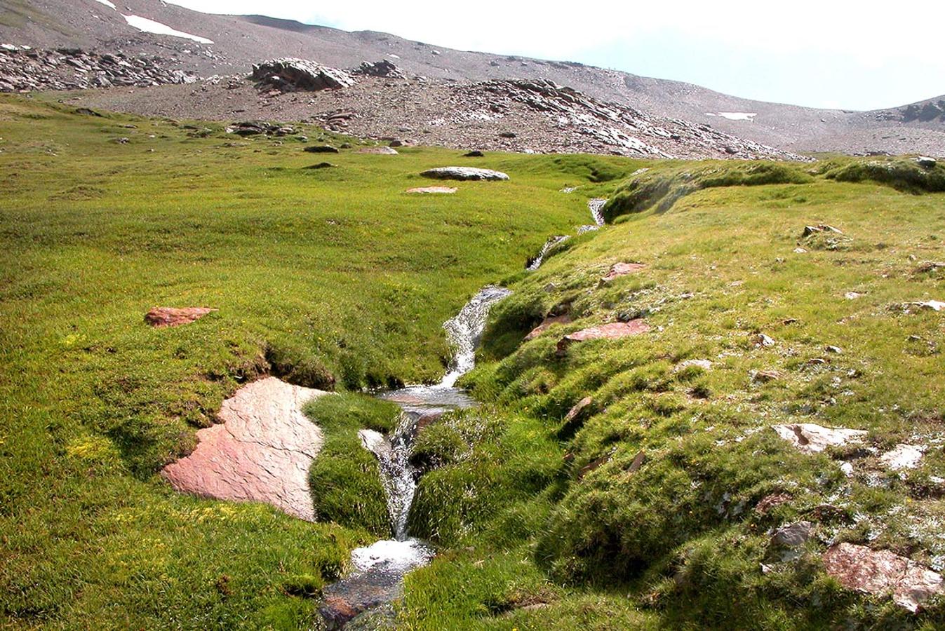 BORREGUILES. La singularidad y fragilidad de las turberas de las altas cumbres, convierte a estos ecosistemas en fundamentales para conocer los efectos en la alteración del clima. 