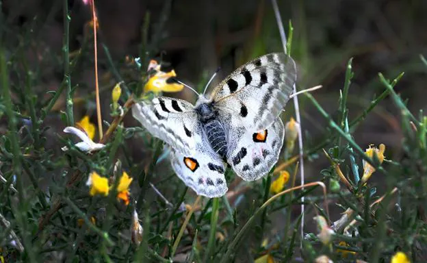 Parnassius apollo nevadensis, un símbolo de Sierra Nevada, convertida en un perfecto indicador de las alteraciones ecosistémicas. Conoce las especies y grupos que actúan como vigías. 