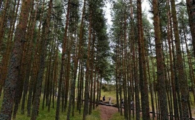 La alarmante amenaza sobre los bosques europeos
