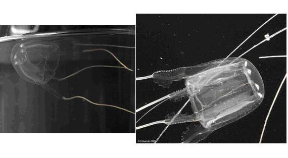 Carybdea marsupialis. Peligrosidad muy alta