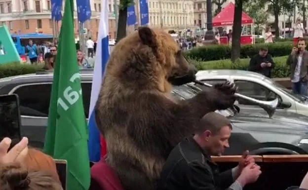 Indignación por el oso obligado a tocar una vuvuzela encima de un coche en el Mundial