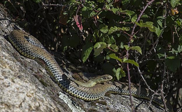 Imagen. Descubre las 9 serpientes que habitan en Granada y si son o no un peligro para los humanos. 