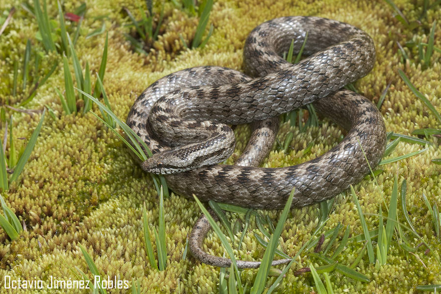 Culebra lisa europea