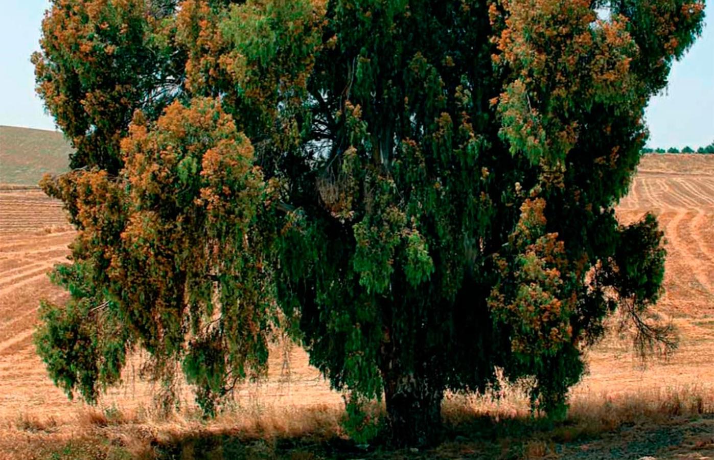 Un gran fresno en la Dehesa del Oso de Jaén