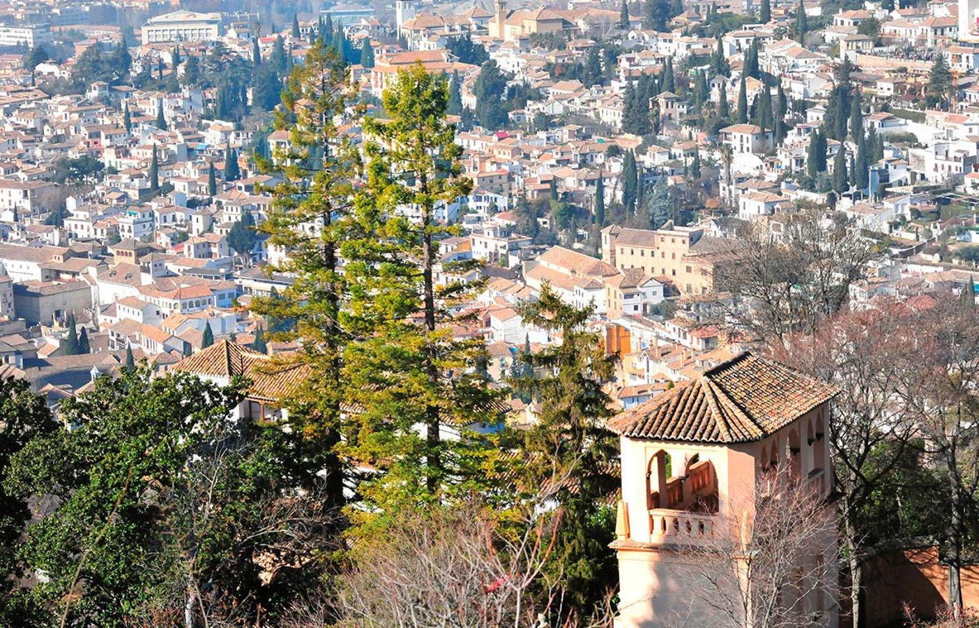 Las dos grandes ssecuoyas del Generalife, junto al mirador romántico