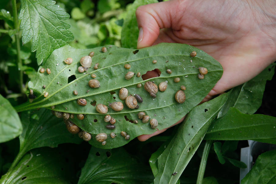 Una granja familiar en Cenes de la Vega produce este exclusivo manjar que se vende a 1.600 euros el kilo.