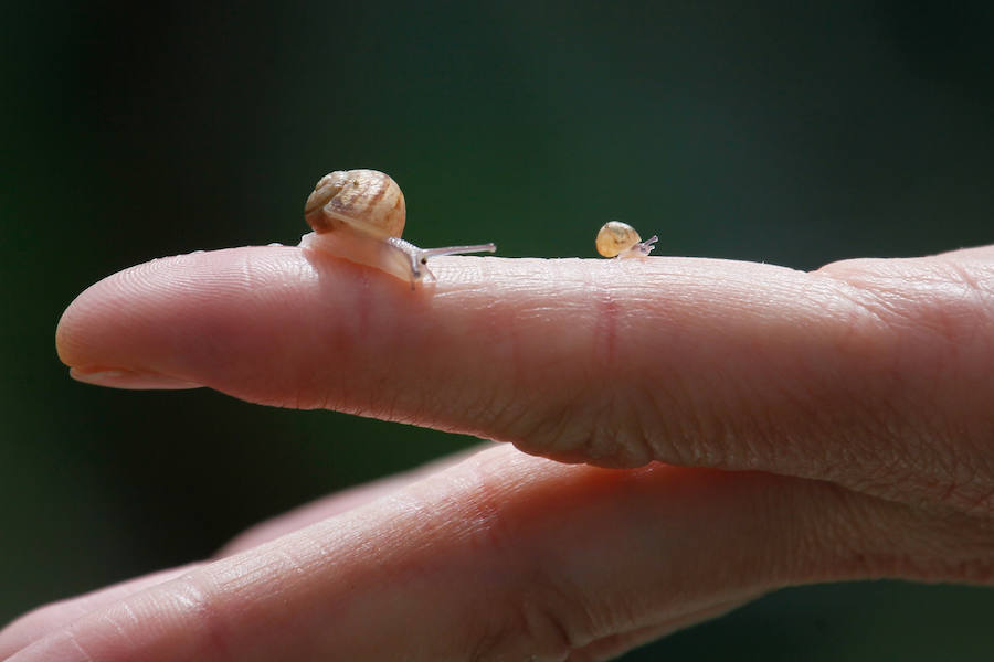 Una granja familiar en Cenes de la Vega produce este exclusivo manjar que se vende a 1.600 euros el kilo.
