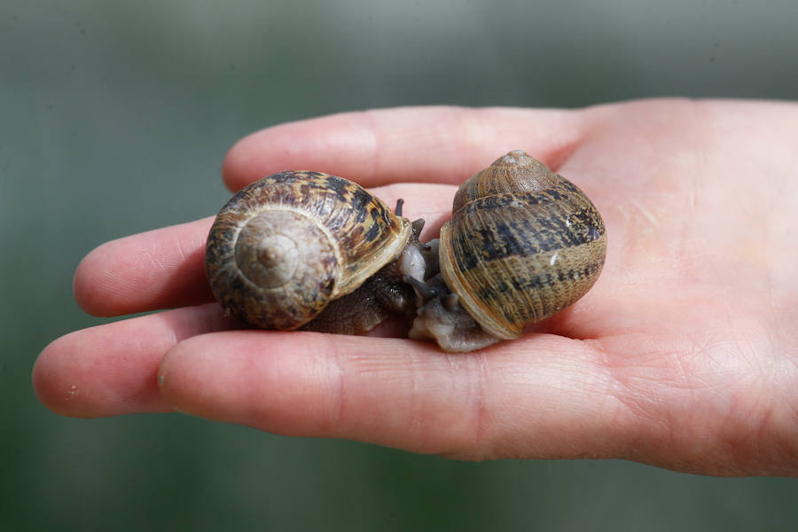 Una granja familiar en Cenes de la Vega produce este exclusivo manjar que se vende a 1.600 euros el kilo.