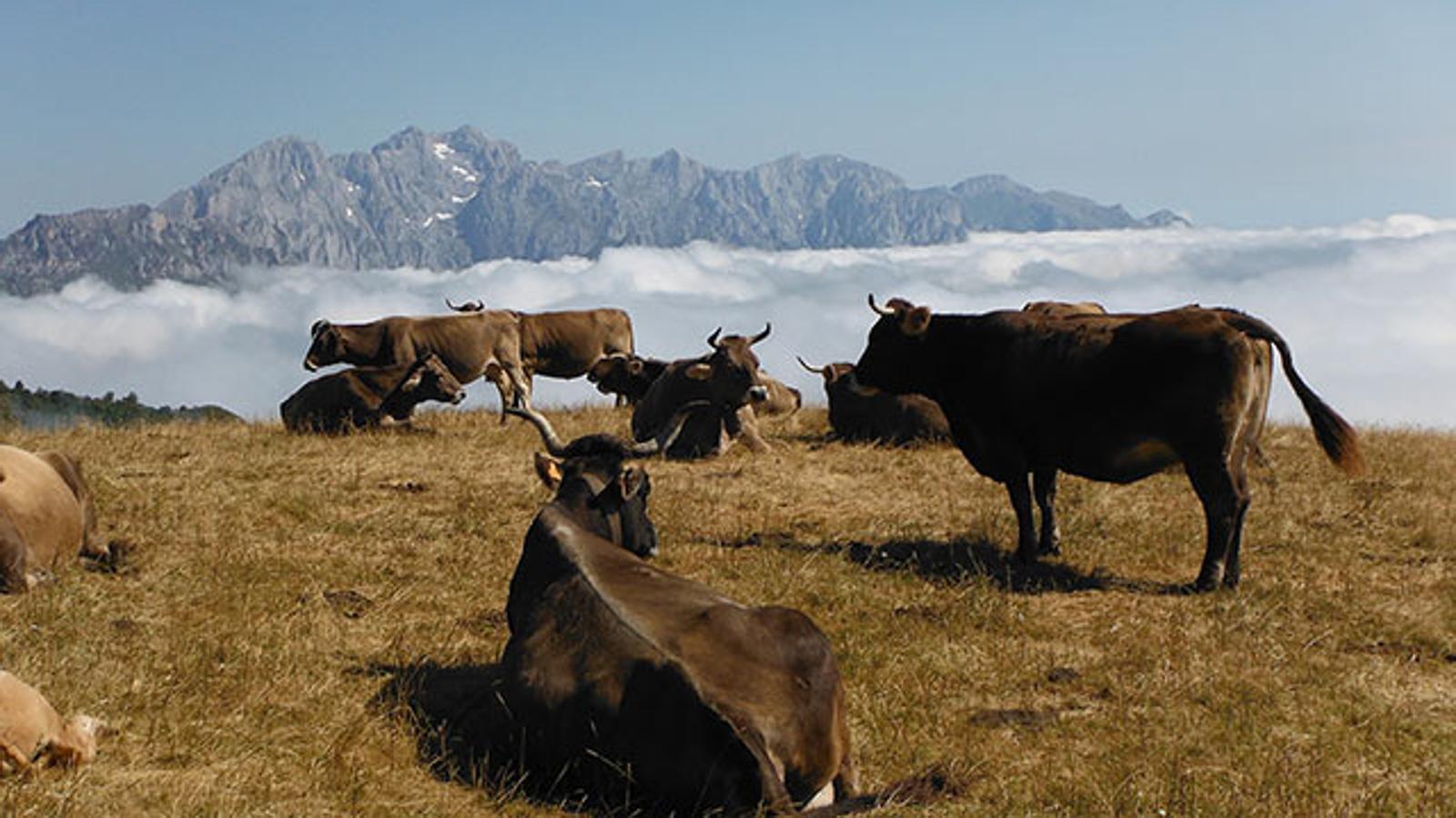 'Desayuno entre nubes', Picos de Europa