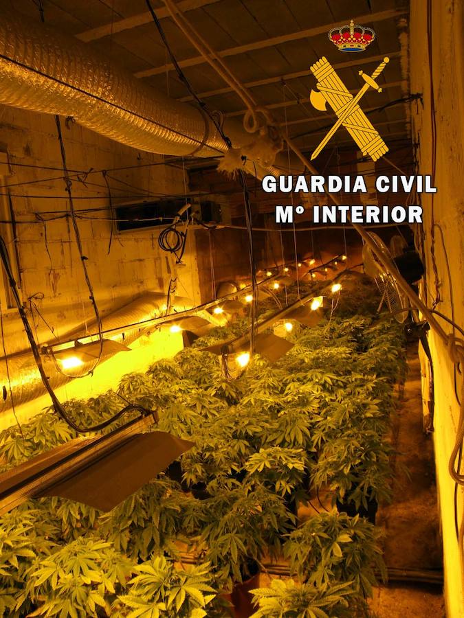 La Guardia Civil realizó entre enero y junio 56 actuaciones en un centenar de viviendas y cortijos donde se incautaron más de 24.000 kilogramos de plantas y se detuvo a 73 personas