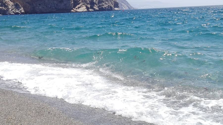 Nadie puede bañarse con tantos animales de este tipo en el agua