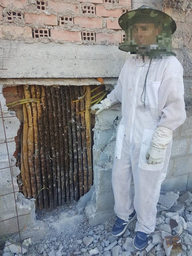 Se trata de una colmena que llevaba entre seis y siete años establecida en una casa abandonada situada entre Híjar y Cúllar Vega. Ha sido rescatada por el apicultor y apiterapeuta Sergio Guerrero, del grupo 'La Colmena Sanadora'.