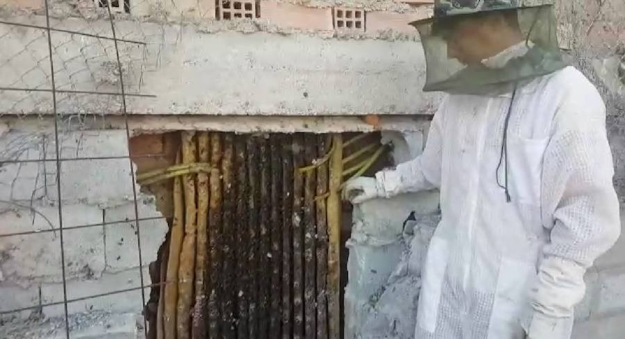 Se trata de una colmena que llevaba entre seis y siete años establecida en una casa abandonada situada entre Híjar y Cúllar Vega. Ha sido rescatada por el apicultor y apiterapeuta Sergio Guerrero, del grupo 'La Colmena Sanadora'.