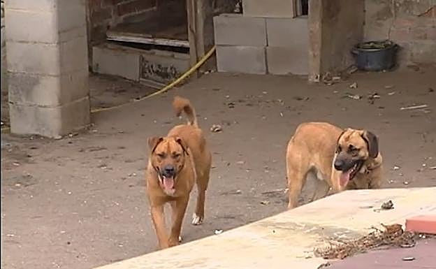 Muere un anciano de 87 años atacado por los seis perros de su vecino
