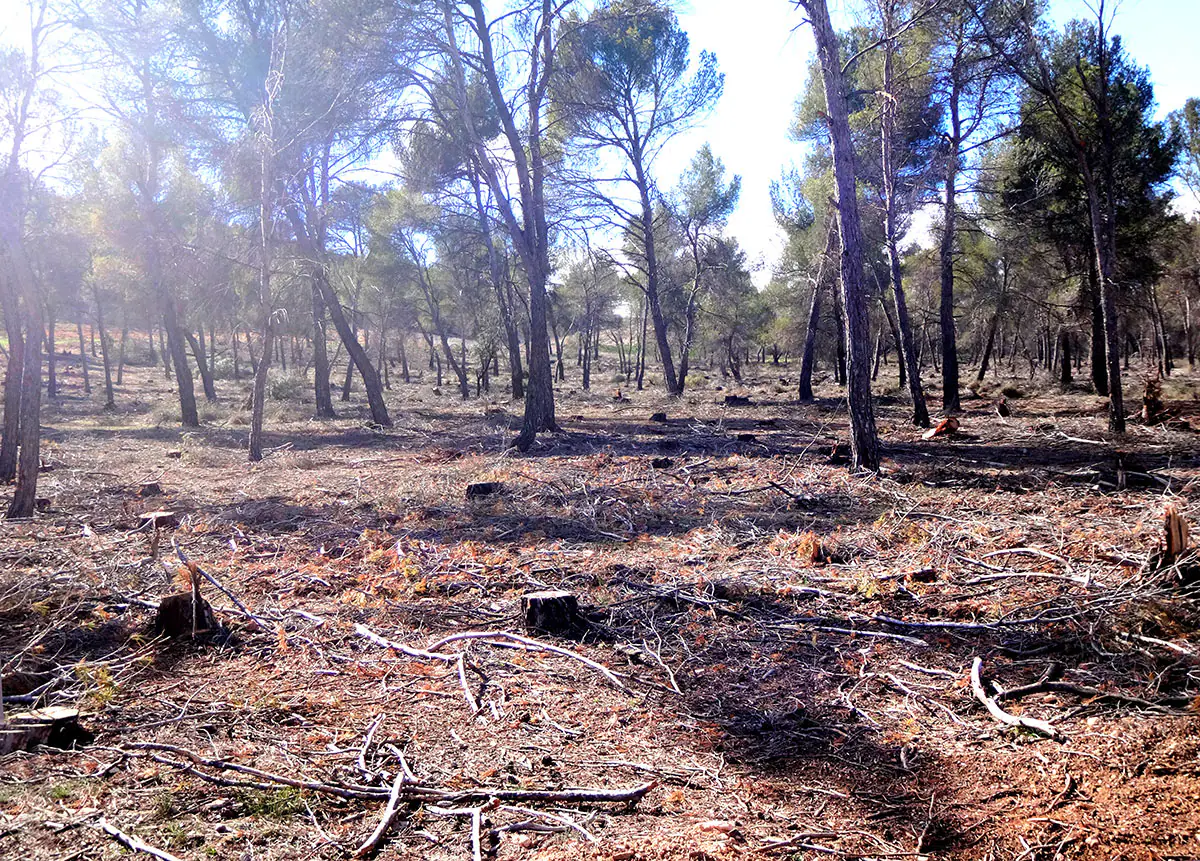Denuncian ante la Fiscalía la destrucción del 'Pinar de Castilléjar', zona catalagoda para la Conservación de Rapaces' 