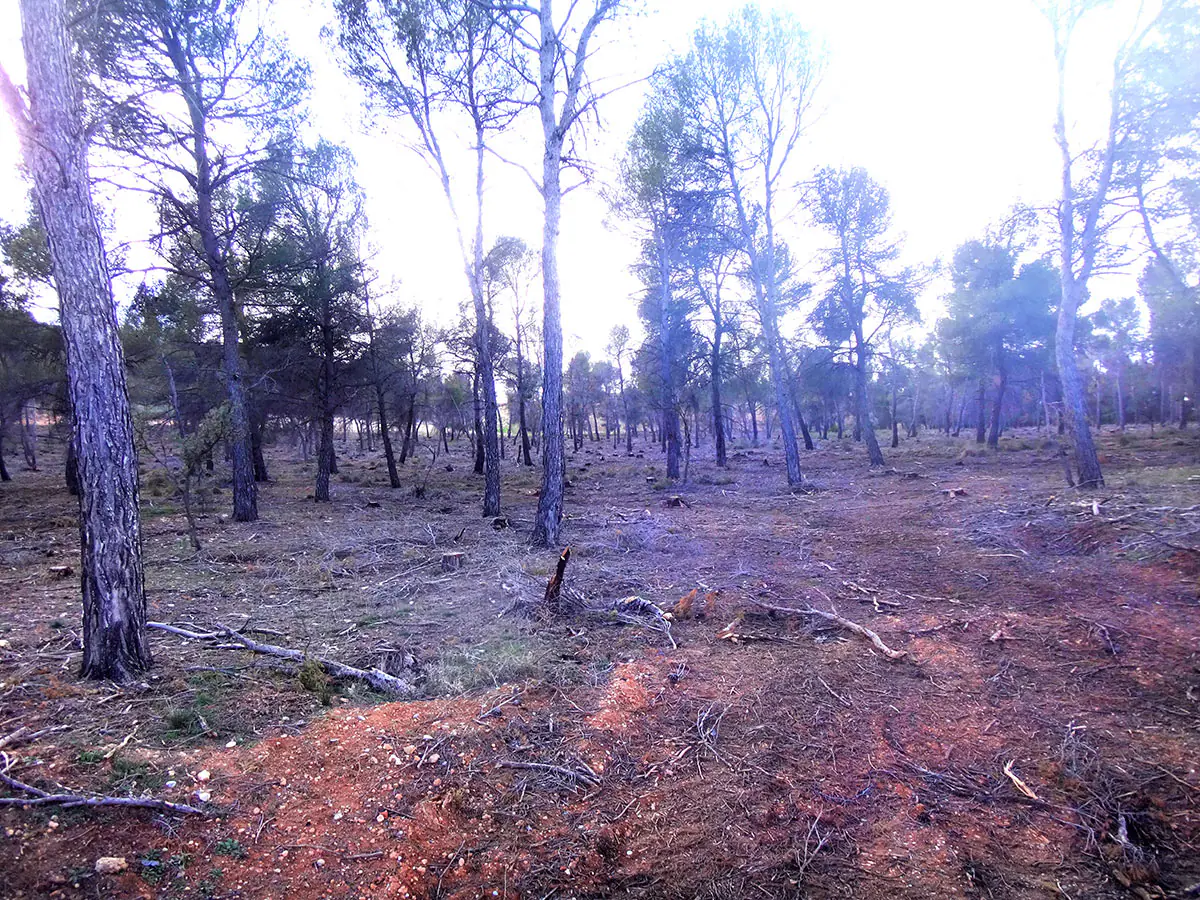 Denuncian ante la Fiscalía la destrucción del 'Pinar de Castilléjar', zona catalagoda para la Conservación de Rapaces' 