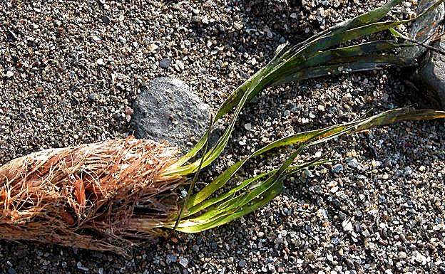 Posidonia arrastrada por las olas a la playa 