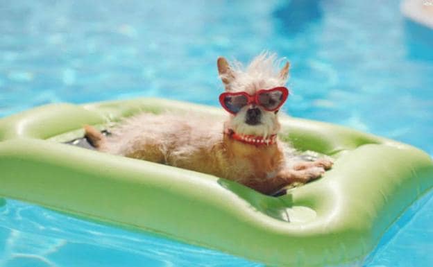 Tips y normativas de las piscinas para perros