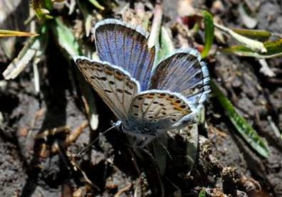 Imagen secundaria 1 - Euphydryas aurinia, Plebejus idas nevadensis, Satirus actaea