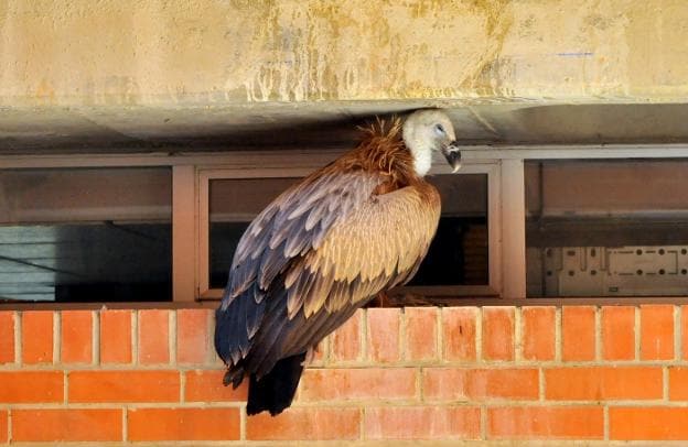 Buitre leonado que ayer estuvo un buen rato en la Residencia Mixta de Personas Mayores. 