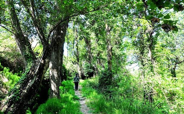 Sendero junto a la acequia del Albaricoque 