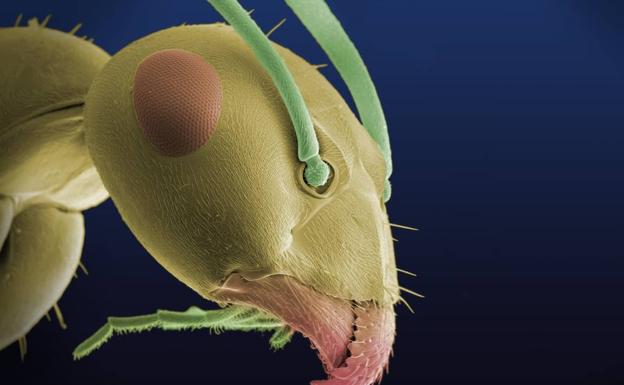 Hormiga al MEB. Fotomicrografía electrónica de barrido ambiental de la cabeza de una hormiga común tomada con unos de los mejores microscopios electrónicos de barrido (MEB) de España durante el Posgrado Internacional en Imagen Científica. Como la «luz» usada son electrones, la imagen se colorea luego por ordenador.