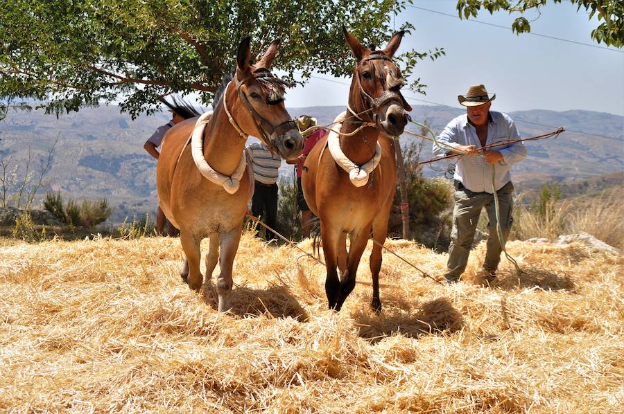 Esta localidad alpujarreña revive el rudo trabajo de la trilla para dar a conocer a los jóvenes y visitantes un trabajo casi extinguido en la comarca de la Alpujarra