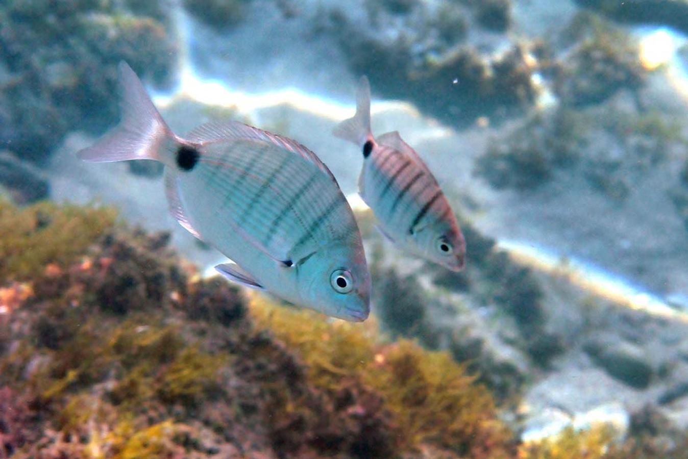 Sargos, peces habituales en las aguas someras, muy cerca de las playas y los rompientes.