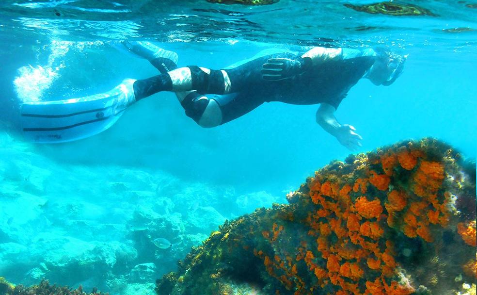 Un buceador sobre rocas donde habitan coral naranja, Astroides calycularis em aguas de Calahonda- 