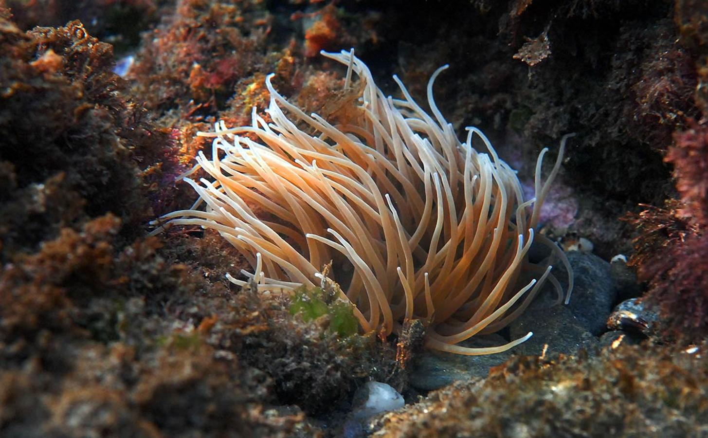 Anémonas. Anemonia sulcata. Forma tapices en rocas y fondos pedregosos donde mueve sus tentáculos para atrapar a sus presas.