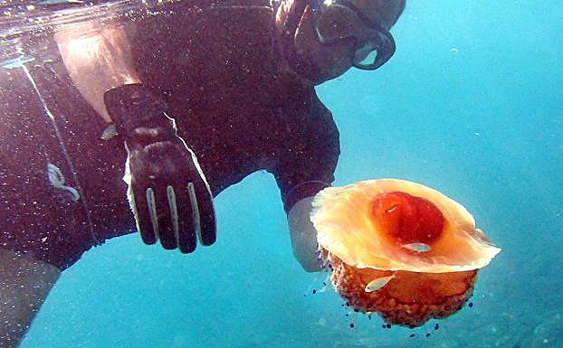 Una medusa de pececillos, aguamala. 