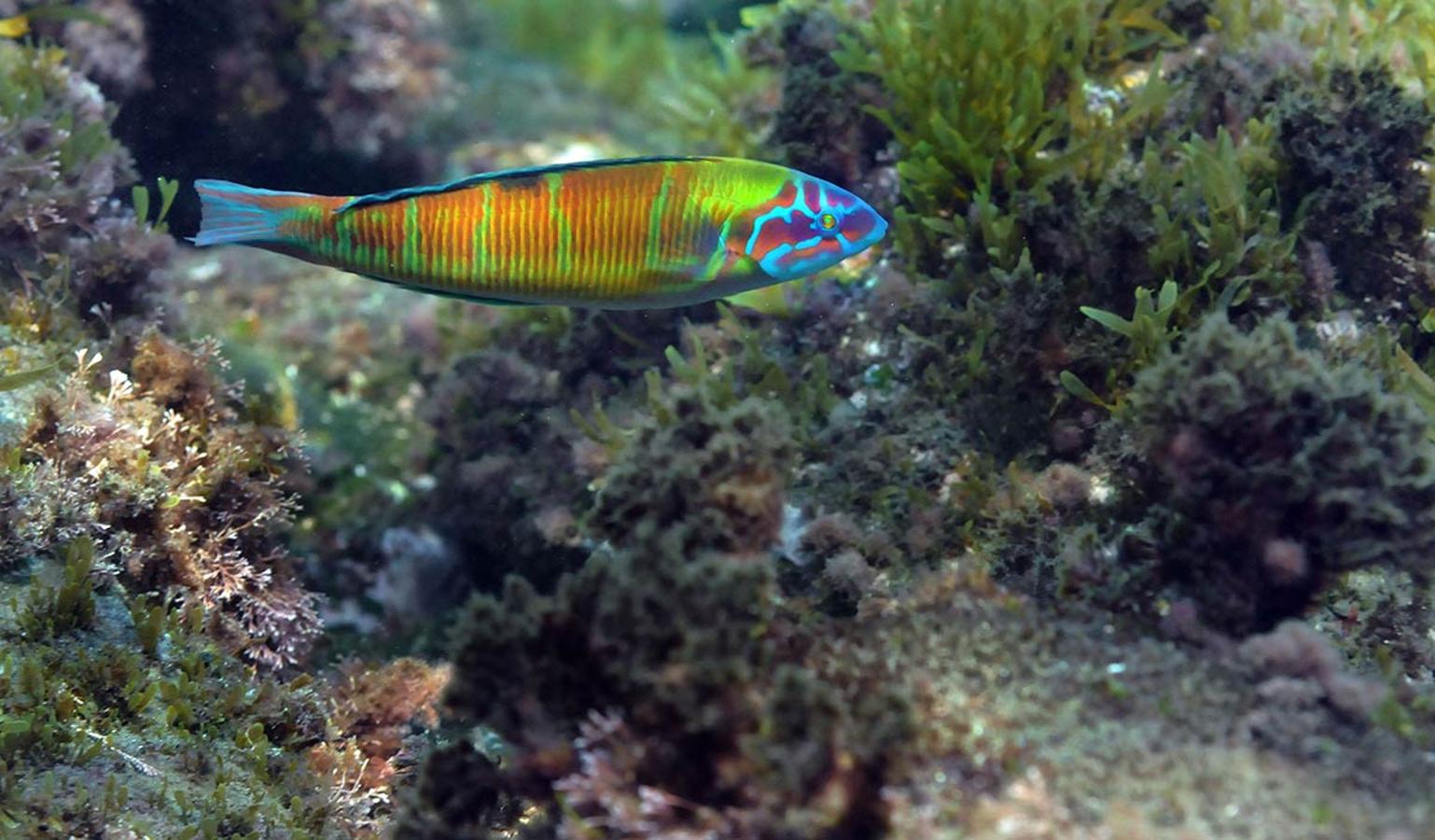 Fredi, Thjalasoma pavo, un pez de apariencia tropical, habitual de las zonas rocosas y de borde de rocas, en la totalidad de la costa oriental de Andalucía 