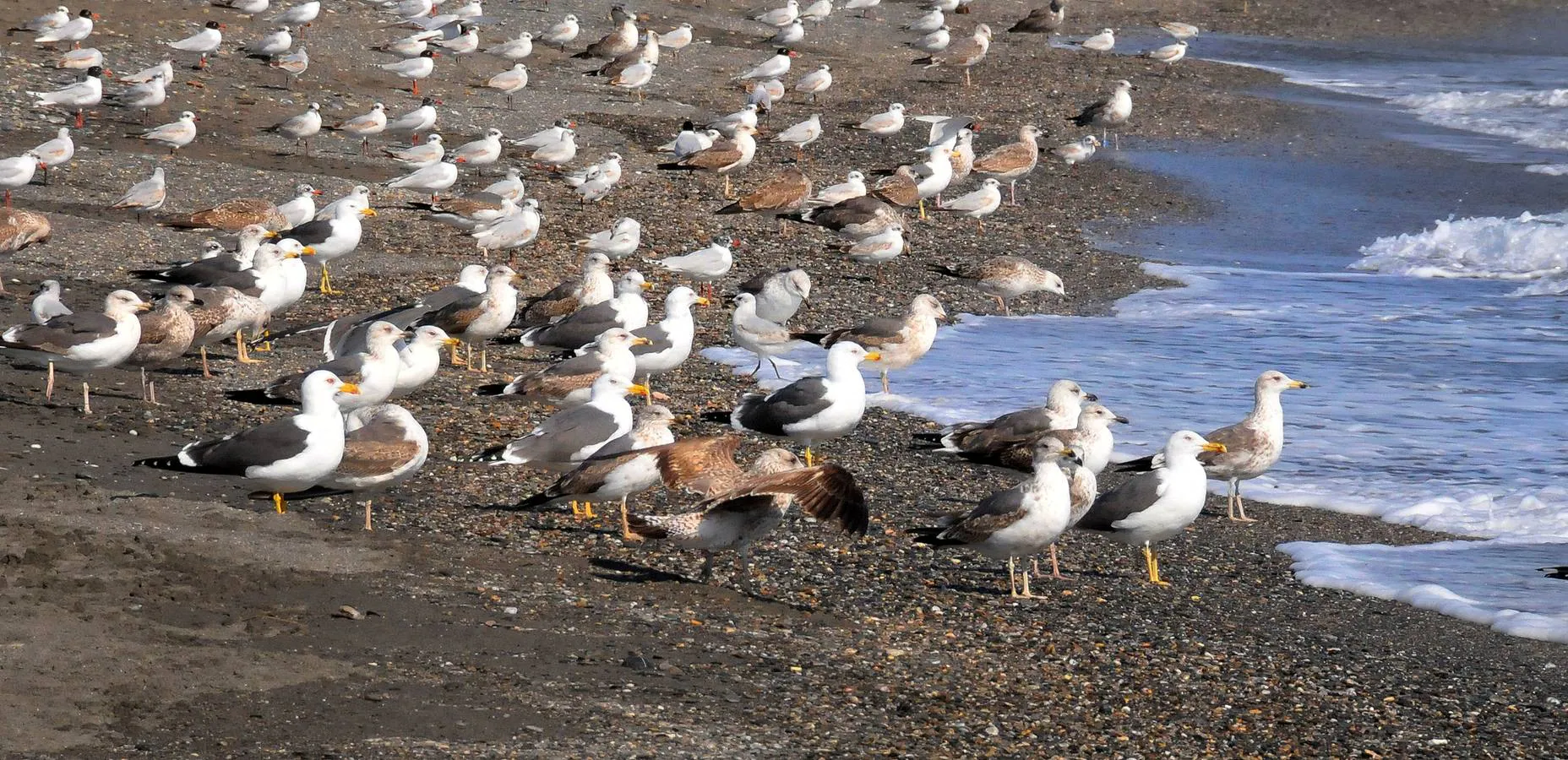 Grupo de múltiples especies de gaviotas en la playa de Poniente de Motril.