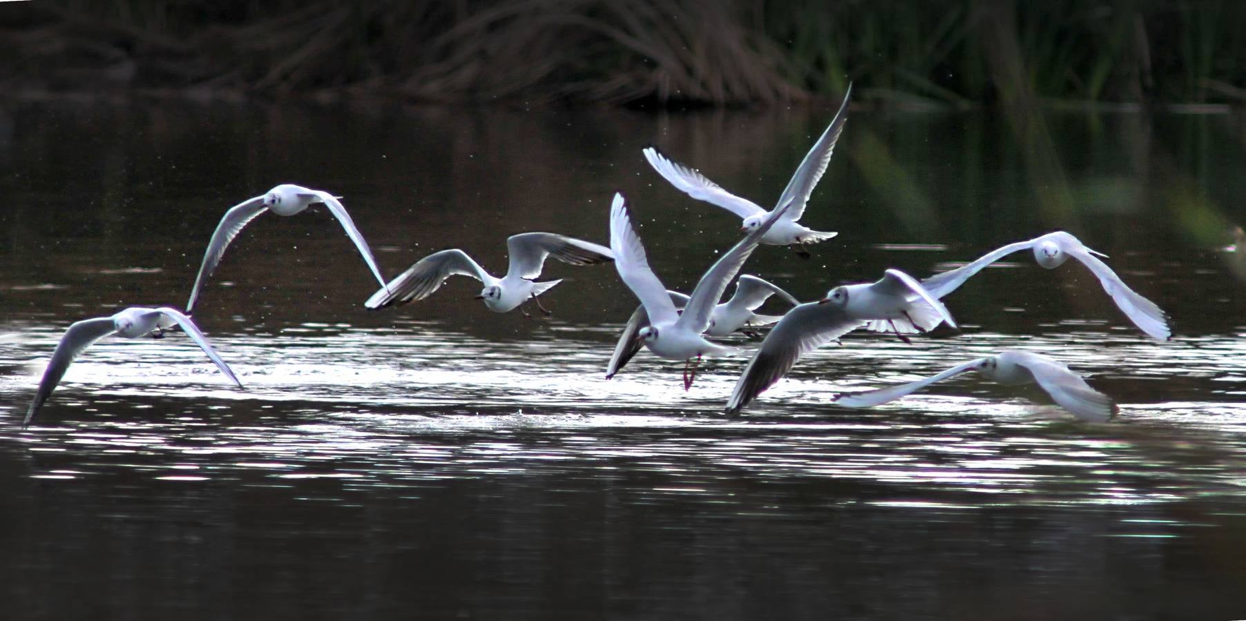 Gaviotas reidoras