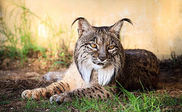 Adelfa, hembra en el Programa de Conservación exsitu del Lince Ibérico 