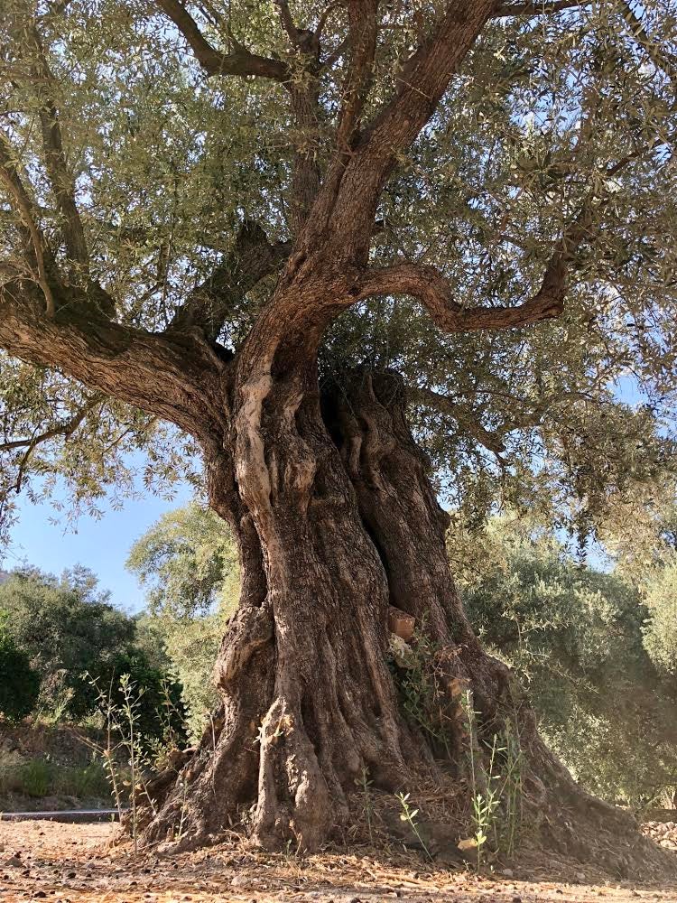 La Autovía de la Costa Tropical es una de las mejores cosas que nos han pasado a los granadinos, pero su rápido trazado conlleva un efecto colateral: olvidar que las carreteras secundarias también existen. Por ejemplo, las que nos conducen al Valle de Lecrín, una de las comarcas más exuberantes de Granada