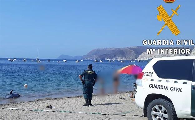 Retiran un delfín mular varado en la playa de Aguamarga