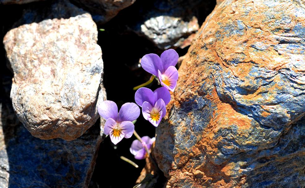 Violeta de Sierra Nevada, joyas nevadenses | Ideal