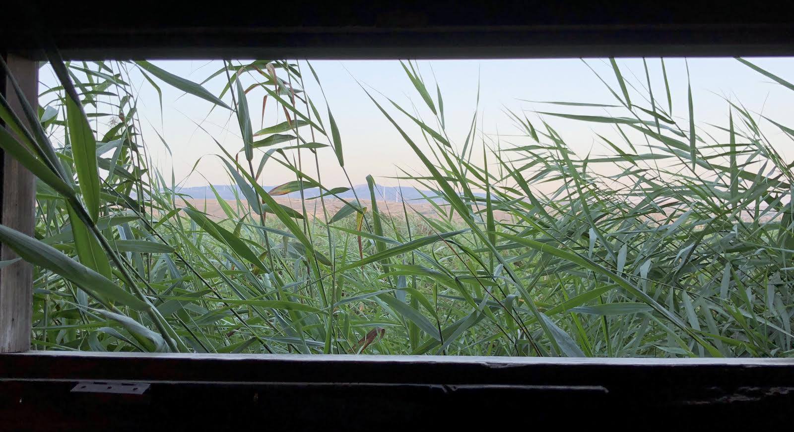 estamos en las lagunas del Padul y Alfonso camina con paso decidido, en camiseta de manga corta, sin dar muestra alguna de frío. Opto por callar, apretar los dientes y seguir adelante por la pasarela de madera que nos conduce entre carrizos, juncos y demás plantas ribereñas; a la espera de que salga el sol