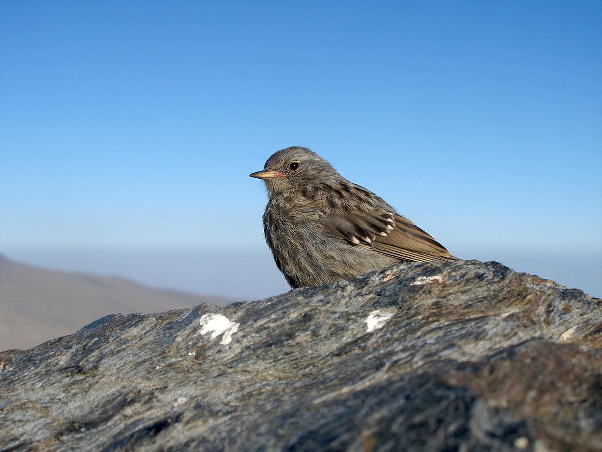 Acentor alpino. Prunella collaris: Es el ave paseriforme de la alta montaña. Habitual de las cumbre sus poblaciones diminuyen de forma moderada. Se le ve más en zonas antropizadas. :: J. M. BAREA