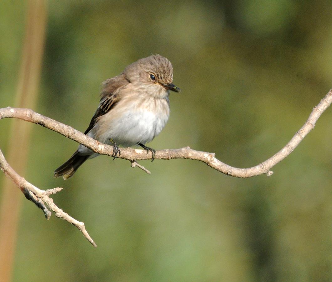 El cambio global modifica hábitos y distribución de la avifauna de Sierra Nevada