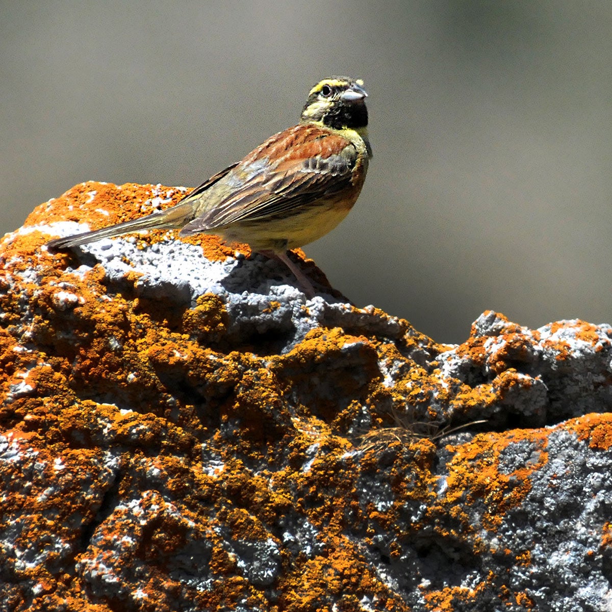 Escribanos. Emberiza cirlus como todos los escribanos experimenta un incremento moderado en sus poblaciones