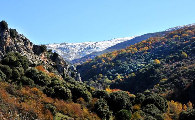 En otoño el robledal de la umbría de San Jerónimo se tiñe de amarillos y rojos